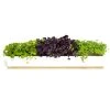 Urban Greens - Microgreens Window Sill Kit -watering can shop 494207 Large